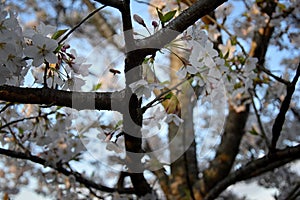 Beautiful white and pink fruit tree blossom clusters  in spring time, perfect nectar for bees. Close up view of fruit tree flowers