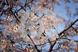 Beautiful white and pink fruit tree blossom clusters  in spring time, perfect nectar for bees. Close up view of fruit tree flowers