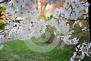 Beautiful white and pink fruit tree blossom clusters  in spring time, perfect nectar for bees. Close up view of fruit tree flowers