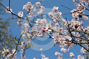 Beautiful White And Pink Japanese Cherry Blossom Trees In Full Bloom In The Sun With Blue Sky