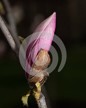 Beautiful white-pink magnolia bud on a dark background