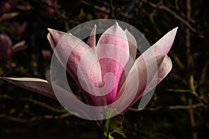 Beautiful white-pink magnolia flower on a dark background