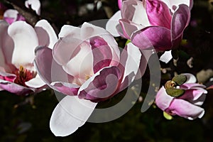 Beautiful white and pink Magnolia Soulangeana flowers in full bloom during spring season.