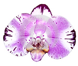 Beautiful white pink orchid phalaenopsis Diamond Sky single flower isolated on white background. Clipping path