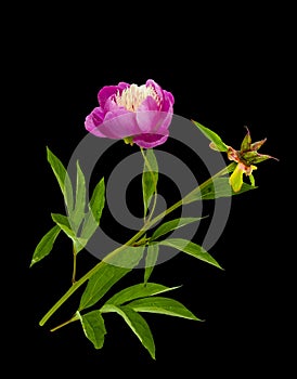 Beautiful white and pink peony in full bloom