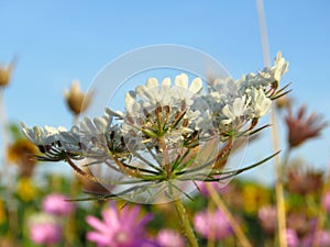 Beautiful white, pink and purple meadow flowers against blue sky at sunrise in July. Suitable for floral background.