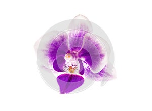 Beautiful white pink purple orchid phalaenopsis single flower isolated on white background. Clipping path