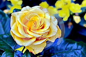 Beautiful white and pink roses in the home garden close-up view.