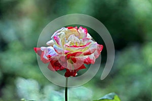 Beautiful white and pink roses in the home garden close-up view.