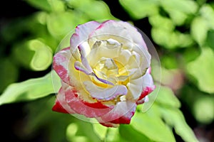 Beautiful white and pink roses in the home garden close-up view.