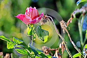 Beautiful white and pink roses in the home garden close-up view.