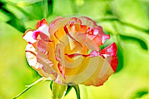 Beautiful white and pink roses in the home garden close-up view.