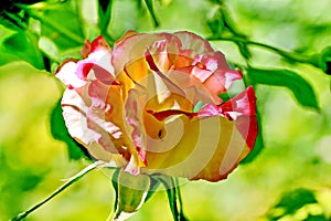 Beautiful white and pink roses in the home garden close-up view.