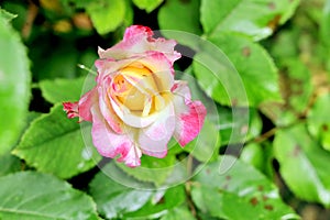 Beautiful white and pink roses in the home garden close-up view.