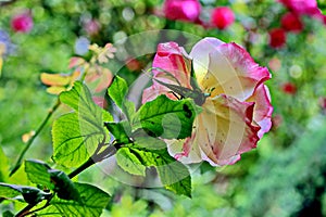 Beautiful white and pink roses in the home garden close-up view.