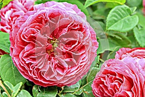 Beautiful white and pink roses in the home garden close-up view.