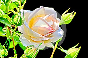 Beautiful white and pink roses in the home garden close-up view.