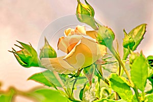 Beautiful white and pink roses in the home garden close-up view.