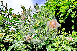 Beautiful white and pink roses in the home garden close-up view.