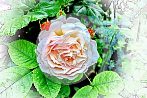 Beautiful white and pink roses in the home garden close-up view.