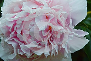 Beautiful white pink terry peony flower close up. Background