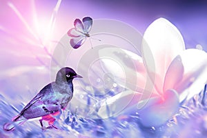 Beautiful white and pink tropical flower, little tropical bird and purple butterfly in flight on a background of purple grass in