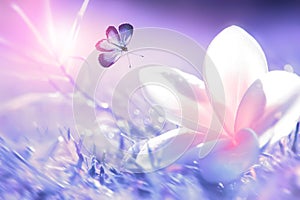 Beautiful white and pink tropical flower and purple butterfly in flight on a background of purple grass in drops of water. Blurre