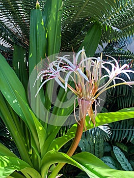 Beautiful white and pink tropical flowers in botanical garden