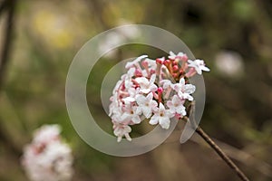 beautiful white and pink Viburnum farreri flowers on a branch at Atlanta Botanical Gardens in Gainesville Georgia