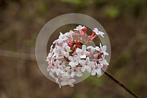 beautiful white and pink Viburnum farreri flowers on a branch at Atlanta Botanical Gardens in Gainesville Georgia