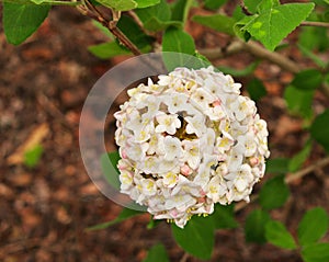 Beautiful white and pink viburnum flowers and green leaves
