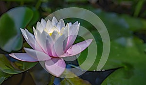 Beautiful, white and pink water lily or lotus flower in a pond