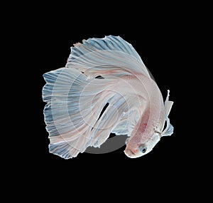 Beautiful White Platt Platinum Siamese Fighting Fish . White siam