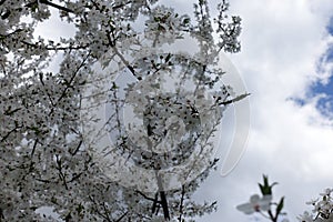 Beautiful white plum blossom against cloudy sky