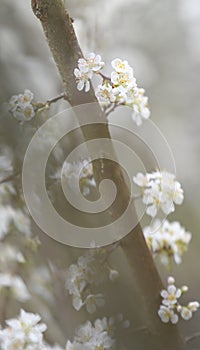 Beautiful white plum blossoms in winter photo