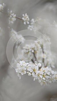 Beautiful white plum blossoms in winter photo