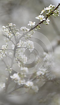 Beautiful white plum blossoms in winter photo
