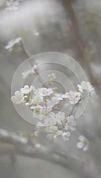 Beautiful white plum blossoms in winter photo