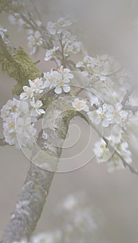 Beautiful white plum blossoms in winter photo