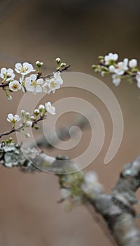 Beautiful white plum blossoms in winter