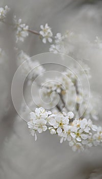 Beautiful white plum blossoms in winter