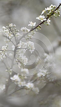 Beautiful white plum blossoms in winter