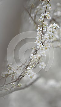 Beautiful white plum blossoms in winter