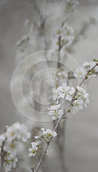 Beautiful white plum blossoms in winter photo