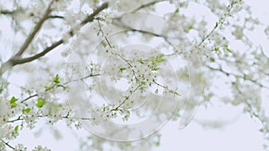 Beautiful white plum flowers in spring. Spring flowering trees in the sunny garden. Slow motion.