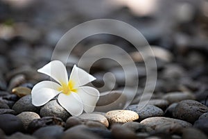 Beautiful white plumeria flower with black or grey spa stones background with soft light of the sun, copy space, spa decoration