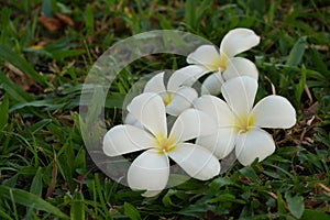 Beautiful white plumerias put on green grass and dry grass background,copy space