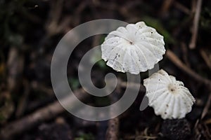 Bellissimo bianco velenoso funghi 