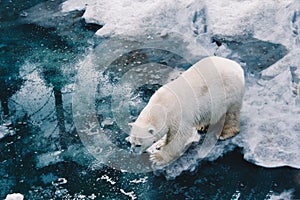 A beautiful white polar bear walk on ice floe in arctic waters. Polar bear mother. Ursus maritimus White animal in the nature