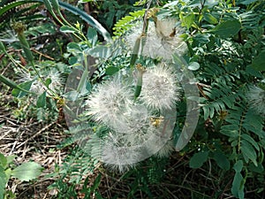 Beautiful white polen flower in the bush.